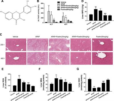 Fisetin Prevents Acetaminophen-Induced Liver Injury by Promoting Autophagy